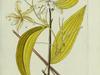 Vanilla mexicana image