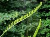 Solidago stricta image