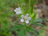 Geranium carolinianum image