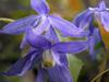 Clematis alpina image