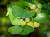 Ginkgo biloba image