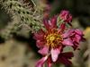 Cylindropuntia spinosior image