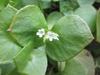 Claytonia perfoliata image