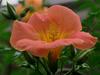 Campsis grandiflora image
