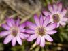 Anemone tuberosa image