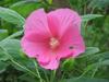 Hibiscus palustris image