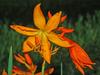 Crocosmia aurea image