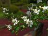 Exochorda racemosa subsp. serratifolia image