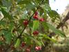 Euonymus atropurpureus image