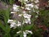 Penstemon pallidus image