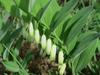 Polygonatum odoratum image