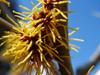 Hamamelis japonica image