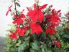 Lobelia cardinalis image