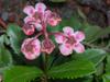 Chimaphila umbellata image