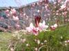 Oenothera lindheimeri image