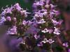Thymus vulgaris image