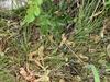 Carex leavenworthii image