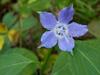 Campanula americana image