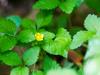 Geum fragarioides image