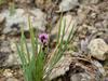 Sisyrinchium mucronatum image