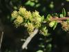 Baccharis pilularis subsp. consanguinea image