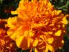 Tagetes erecta image