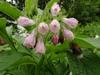 Symphytum officinale image