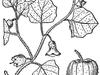 Physalis hederifolia var. comata image