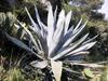 Agave weberi image