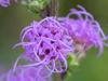 Liatris aspera image