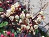 Heuchera micrantha image