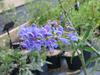 Penstemon speciosus image