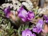 Astragalus purshii image
