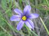 Sisyrinchium montanum image
