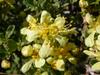 Purshia tridentata image