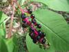 Phytolacca americana image