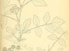 Rubus coreanus image