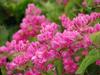 Antigonon leptopus image