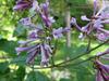 Syringa villosa image