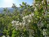 Amelanchier alnifolia var. semiintegrifolia image