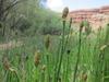 Equisetum laevigatum image