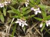 Houstonia canadensis image