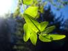 Gleditsia triacanthos f. inermis image
