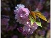 Prunus triloba image