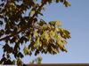 Acer barbatum image