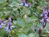 Plectranthus neochilus image
