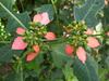 Euphorbia heterophylla var. cyathophora image