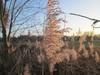 Phragmites australis subsp. australis: image