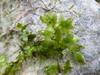 Lemna trisulca image