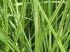 Carex schottii image